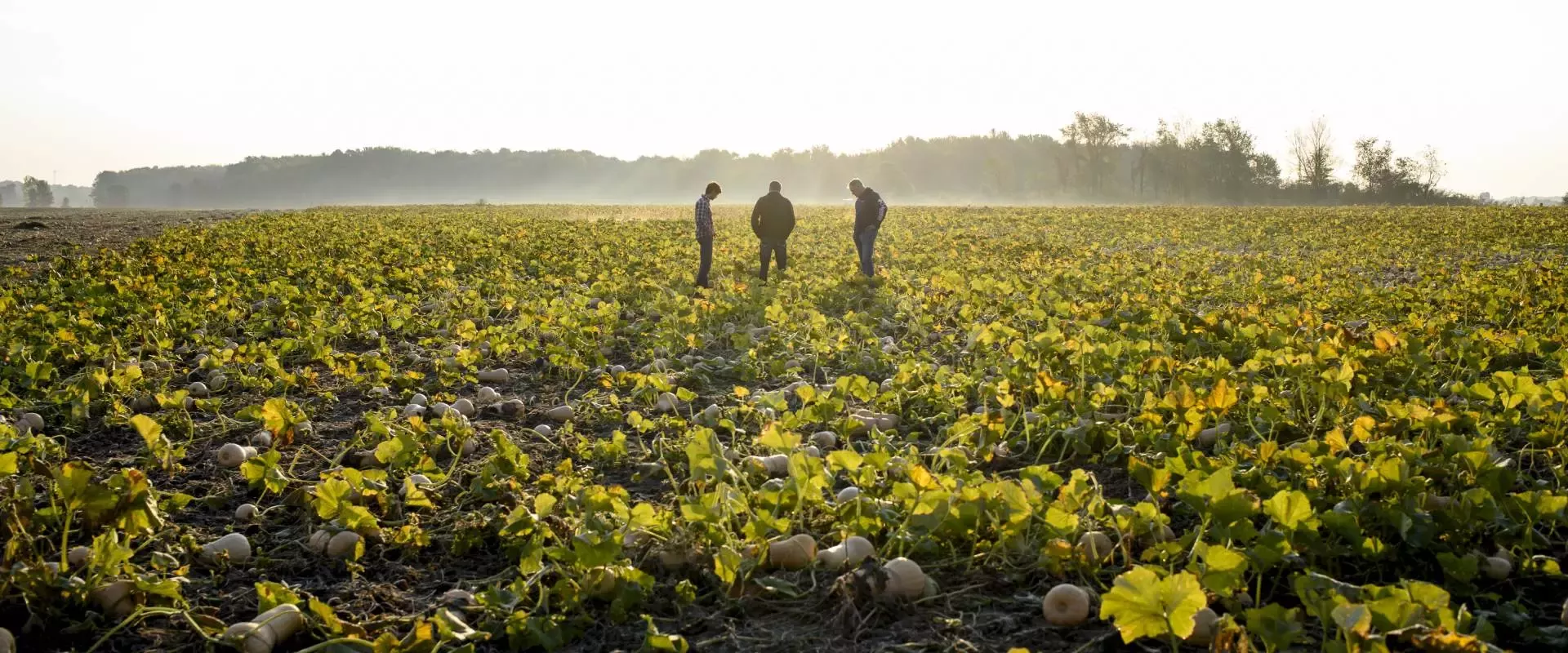 We are taking action to help advance regenerative food systems at scale
